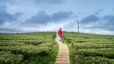 horizon pulse for numbers