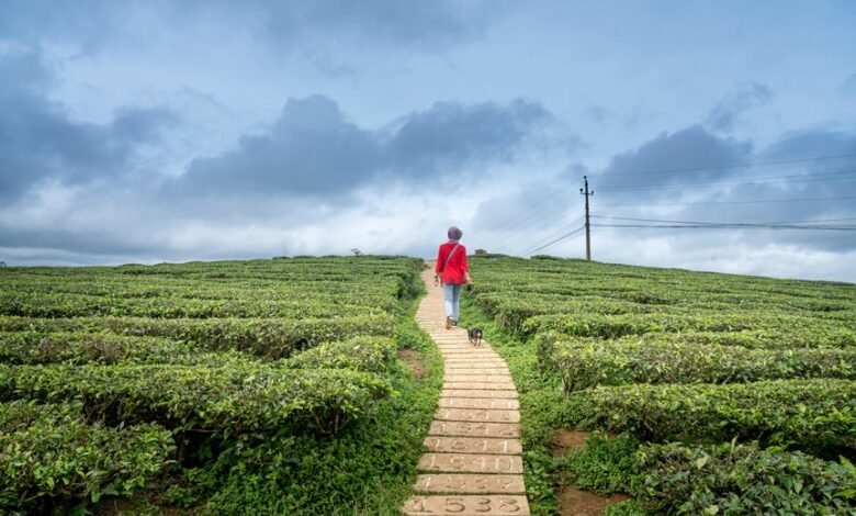 horizon pulse for numbers